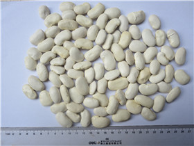 芸豆 欧标50粒