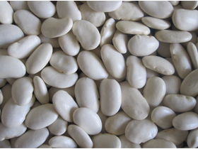 大白芸豆 LARGE WHITE KIDNEY BEANS