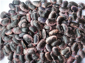 大黑花芸豆 LARGE PURPLE SPECKLED KIDNEY BEANS