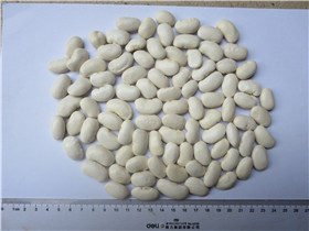 芸豆 日标65粒