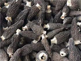 羊肚菌 DRIED MORELS