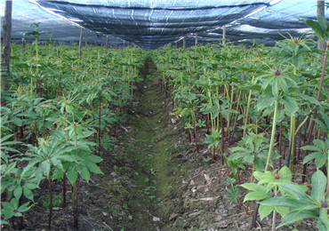 重楼种植基地