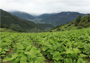 云木香GAP种植基地